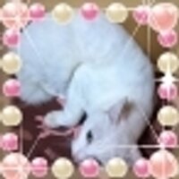 shiratama (@77shiatama) 's Twitter Profile