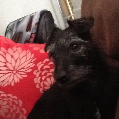 whizz522's profile picture. 