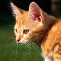 猫はかわいい (@nekohakawaiiyo) 's Twitter Profile Photo 猫はかわいい (@nekohakawaiiyo) 's Twitter Profile Photo