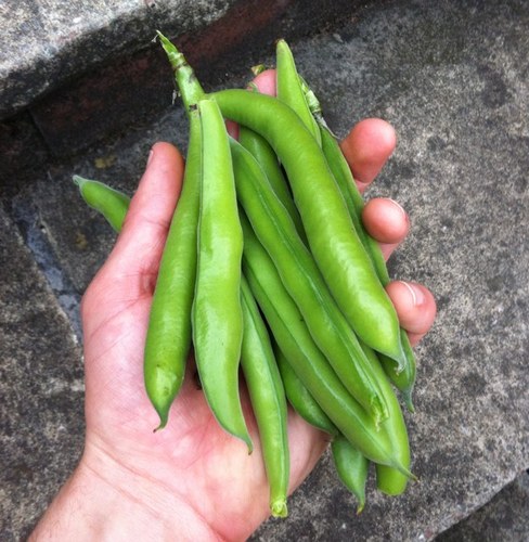 growerorshower's profile picture. It's not the size of your garden, it's what you do with it that counts.