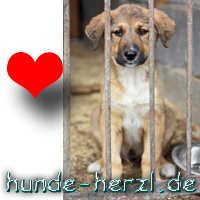 Hunde Tierschutz Tierheim 
Hundewelpen charity 
Tierbedarf Tierarzt Welpen Hundefutter Hundezuechter Dackel Teckel, Golden Retriever, DSH Labrador Rottweiler