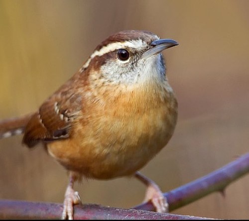 tales_spirit's profile picture. Nathan Conover is a writer trying to make a difference in the world through the writen word. talesofthespirit@gmail.com