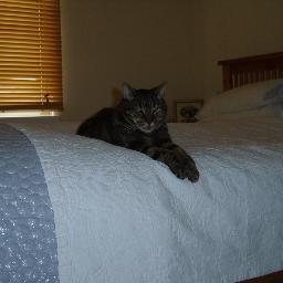 Find me on Threads @lelacat3 or @lelacat3.bsky.social