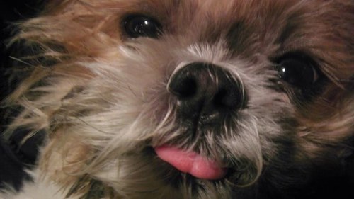 thedudeofrude's profile picture. rudeness