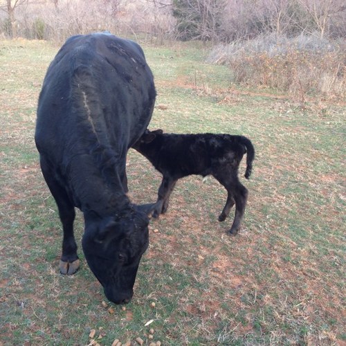 BingamanVan's profile picture. 