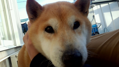 中部中　豊橋東　静大　柴犬
