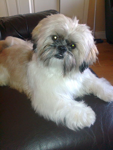 I'm Alfie I am a Shih Tzu I love my Sister and Mummy I love cuddles,kisses,walkies,sleepies and treats and I love my BFF @TobyGuardDog xx I give Shoutouts!