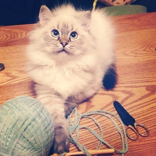 DearRainTree's profile picture. 