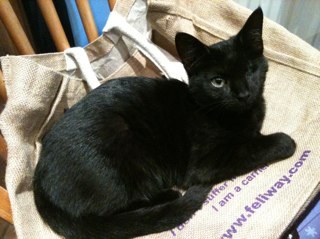 Hello I am Matilda I went missing on 19 September 2013 from Shifnal I lived with Marley and Jess they miss me and Pippin wants to meet me.  http://t.co/VY6XIuDl