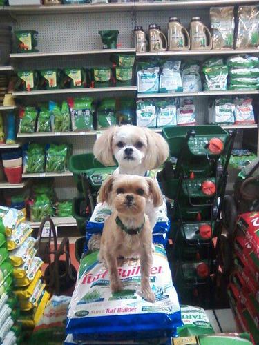 GregsTrueValue's profile picture. Greg's True Value in Saint Francis, Wisconsin is your locally owned hardware store for helpful, friendly service and quality home products.