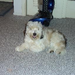 FtLauderdalePup's profile picture. 