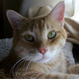 I am a 14yr old male ginger tabby who knows he is the boss. I live with my fellow cats, Murphy, Sydney and Quincy. I am also on facebook, come over & see me!