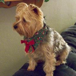 StaciMauney's profile picture. Short story writer, editor, dog mom