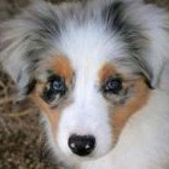 ~female, pregnant, has a boyfriend named Luke, Australian Shepherd, theme song is Brick By Boring Brick by Paramore~ #Owner/Mommy @garber_l
