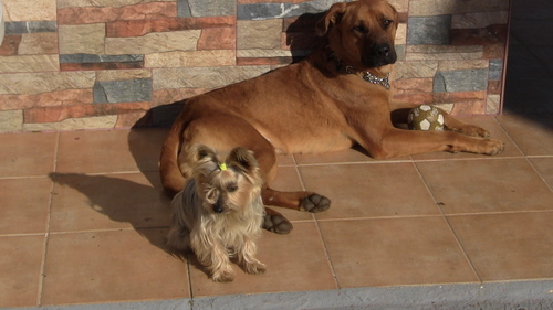 FansdePuppy's profile picture. Creamos un hogar para tu mejor amigo mientras estas de vacaciones, sin jaulas y en un ambiente familiar.