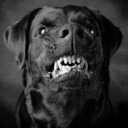 CrazyMusicDog24's profile picture. All day crazy music news :)