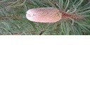 Karl Bruno - @bkz611 - Twitter