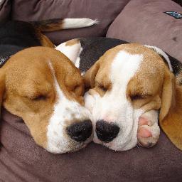 Foxi n Rafi the Beagles - Serenaker n Fallowfield Beagles 🐶