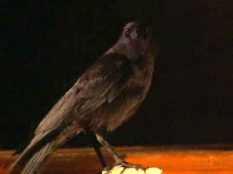 BlackRaven999's profile picture. punter