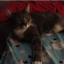 LibyaKitterton's profile picture. Rub my belly.