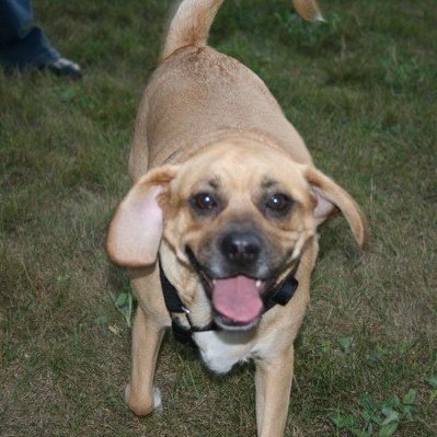 PuggleAriel's profile picture. I am a Fawn colored Puggle with a white chest some freckles on my white paws, a black muzzle, and a white tip on the end of my tail, that loves everyone! ♥