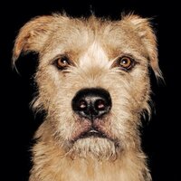 Dean O'gorman (@deanogormano) 's Twitter Profile