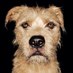Dean O'gorman (@deanogormano) Twitter profile photo Dean O'gorman (@deanogormano) Twitter profile photo