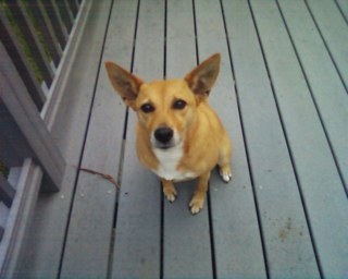 lindybasenji's profile picture. 