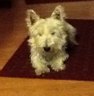 pavpab's profile picture. 