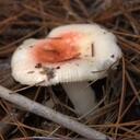 Jacquelyn Peck - @jcpeck - Twitter