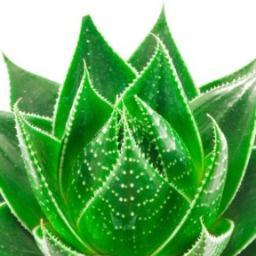 Natural_AloeVer's profile picture. A family business helping people build their own business and gain financial independence. By sponsoring, support and training