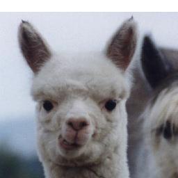 xViniCiusGameRx's profile picture. 