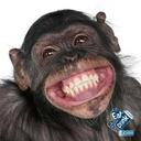 jane feeney - @janefeeney1 - Twitter