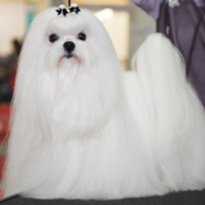 ペットショップさわだ 東松山市 Pet Sawada Twitter