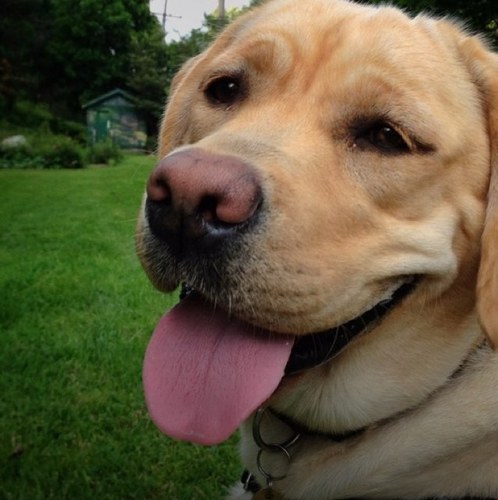 I love my dog
