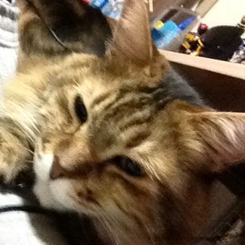 rinkitippoi's profile picture. @rinch_sk  
規制アカウント