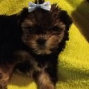 Karin McDermott - @mommamcdeezy - Twitter