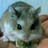 DjunHamster