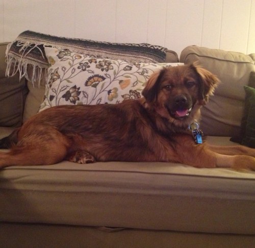 thatdcguy's profile picture. 