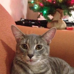 KevinTheCat13's profile picture. I like to be crazy, wreck shit, and eat food. And I love my mom, @samanthax513.