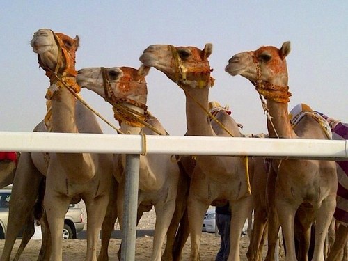 musalam_alamri's profile picture. 