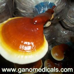 Ganomedicals's profile picture. 