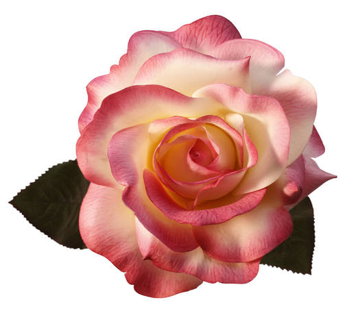 Florezita270's profile picture. Profesora en Educación Secundaria