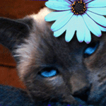 ♪♫~✽.¸♥ charmes musique & kitchen witchery ♥¸.✽~♫♪ http://t.co/OpudylqV20
