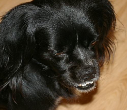 CharTheDog's profile picture. 