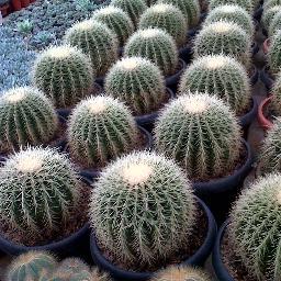 cultivation, marketing and farmers' groups