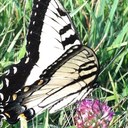 olivia yates - @shyates - Twitter