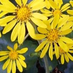 kako0909's profile picture. Figure Skating fan 　(Jeremy Abbott)　   1号と2号がいます。1号は美術、音楽、映画、ラジオ　2号は「ウルトラマンルーブ」と「キュウレンジャー」「仮面ライダービルド」最近はお笑い、ロックも好きです。