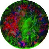 Syaiful A Garibaldi (@tpygaribaldi) 's Twitter Profile