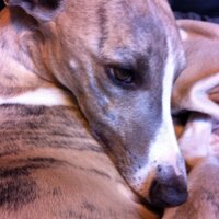 Dog and Dag (@dag_and_dog) 's Twitter Profile